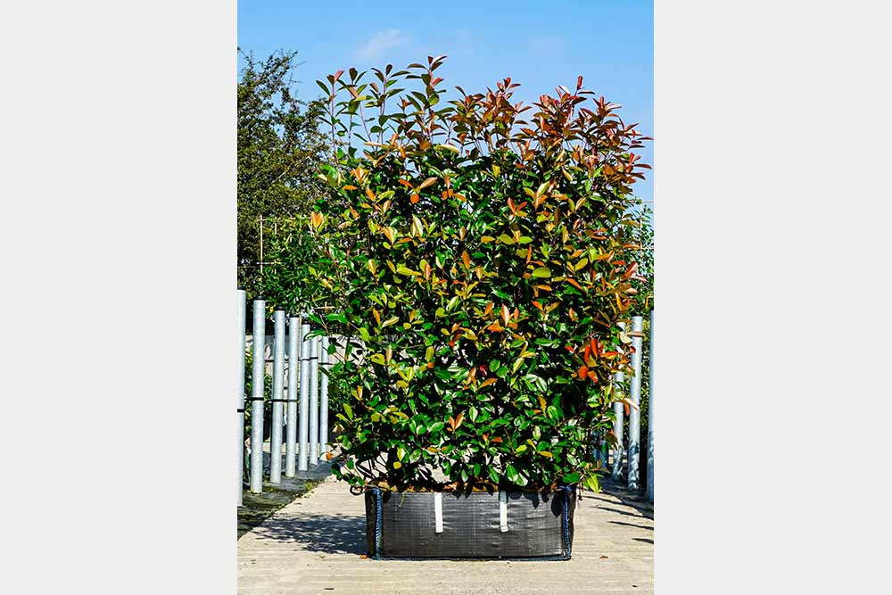 photinia - uralanda